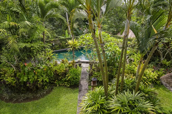 수영 수영장과 열 대 정원에서 나무입니다. 섬 발리, 우 붓, 인도네시아 — 스톡 사진
