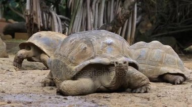 Dev Kaplumbağalar, Mauritius Adası 'nda Dipsochelys Dev Çayı