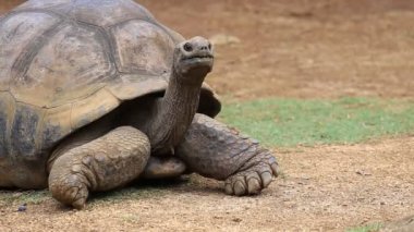 Dev Kaplumbağalar, Mauritius Adası 'nda Dipsochelys Dev Çayı