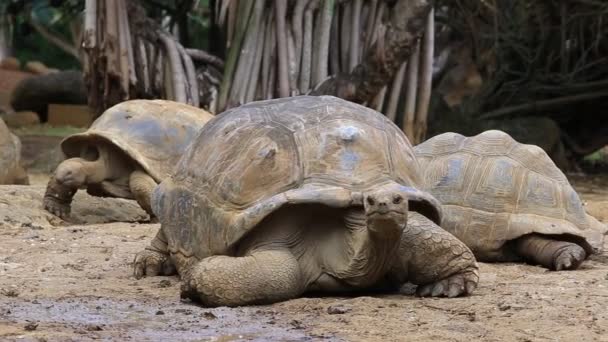 Jättesköldpaddor, Dipsochelys Gigantea På ön Mauritius — Stockvideo