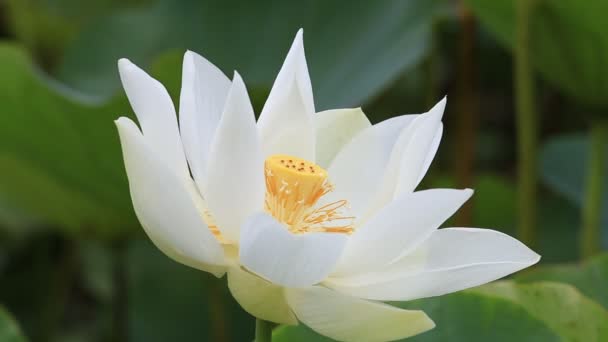 White water lotus i Pamplemousse botaniska trädgård. Ön Mauritius — Stockvideo