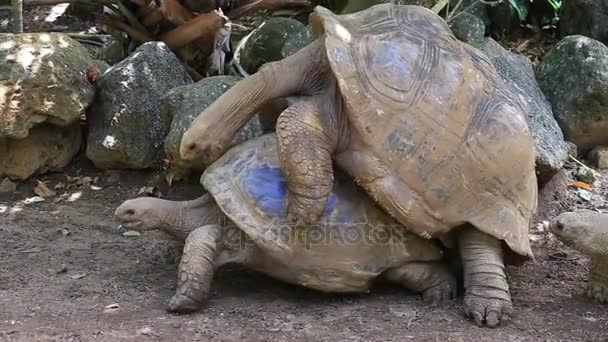 Two giant turtles, dipsochelys gigantea making love in island Mauritius. Copulation is a difficult endeavour for these animals, as the shells make mounting extremely awkward — Stock Footage Two giant turtles, dipsochelys gigantea making love in island Mauritius. Copulation is a difficult endeavour for these animals, as the shells make mounting extremely awkward Video Clip
