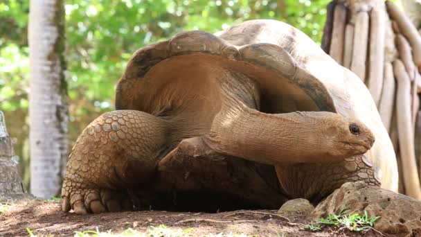 Żółwie olbrzymie, Dipsochelys Gigantea na wyspie Mauritius — Wideo stockowe