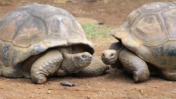 Giant turtles, dipsochelys gigantea in island Mauritius — Stock Video