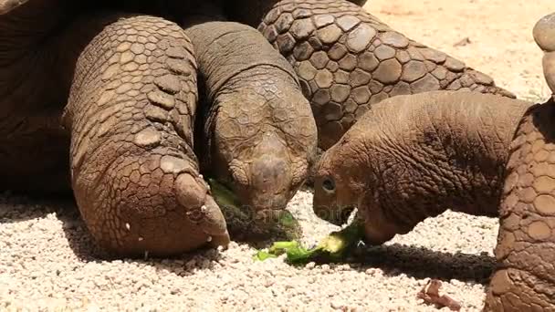 Гігантські черепахи, dipsochelys гігантський з'їсти зелений лист на острові Маврикій — стокове відео