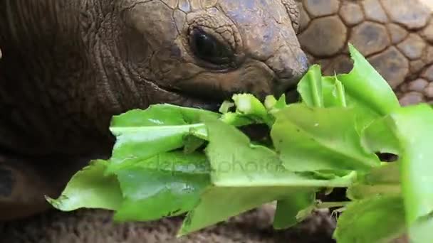 Tortugas gigantes, dipsochelys gigantea comen hojas verdes en Isla Mauricio — Vídeos de Stock