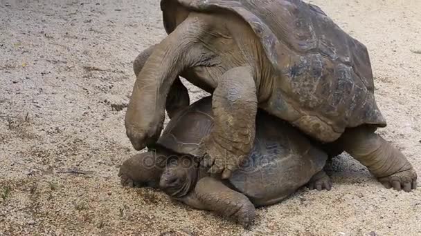 Два гігантських черепах, dipsochelys гігантський любов'ю на острові Маврикій. Злягання є важким прагнути до цих тварин, як зробити снарядів, монтаж вкрай ніяково — стокове відео