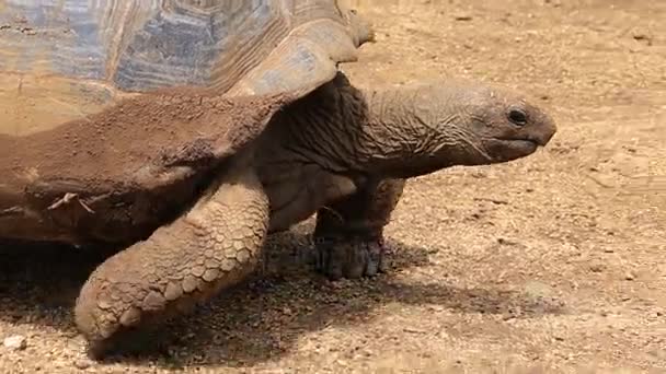 Giant turtles, dipsochelys gigantea in island Mauritius — Stock Video