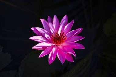 Pembe nilüfer çiçek. Lotus çiçeği Adası Bali, Endonezya