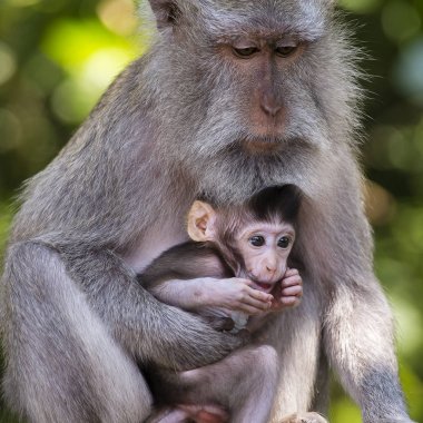 Kutsal maymun, maymun aile ubud bali Endonezya orman.
