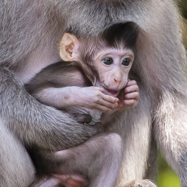 Kutsal maymun, maymun aile ubud bali Endonezya orman.