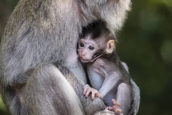 Famille de singes à la forêt sacrée de singes Ubud Bali Indonésie . — Photo