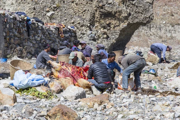 藏族屠夫宰杀牦牛屠体在当地市场出售的男人。安纳布尔纳地区。喜马拉雅山脉尼泊尔 — 图库照片