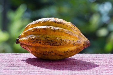 Kakao çekirdeği, kakao meyve, yakın çekim. Ada Bali, Endonezya