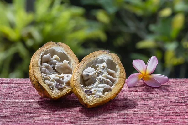 Cocoa bean, cocoa fruit, close up. Island Bali, Indonesia Royalty Free Stock Photos