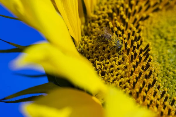 Bee trying to find the best pollen on the head of sunflower, macro — Stock Photo, Image