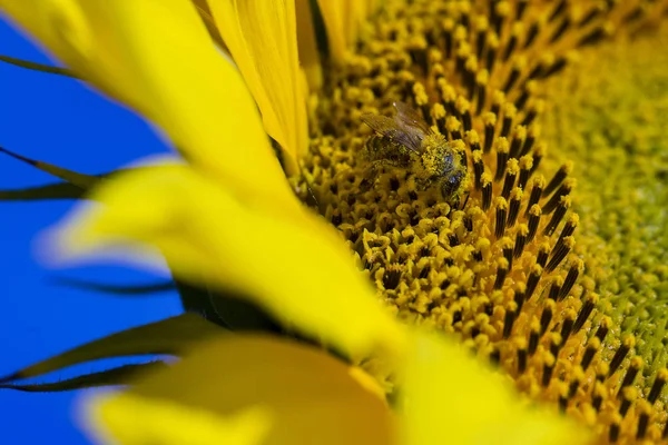 Abelha tentando encontrar o melhor pólen na cabeça de girassol, macro — Fotografia de Stock