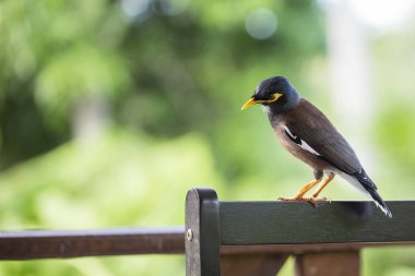 Portre hill sığırcık, Gracula bileğinde kuş, dünyanın en akıllı kuşlar.