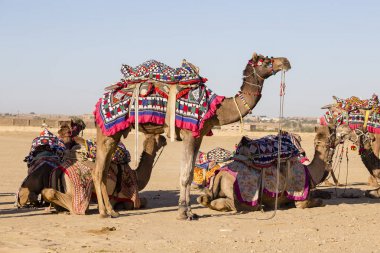 Deve Jaisalmer, Rajasthan, Hindistan çöl Festivali dekore edilmiş.