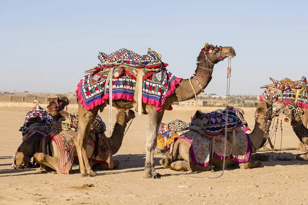 Dekoriertes Kamel beim Wüstenfest in Jaisalmer, Rajasthan, Indien. — Stockfoto