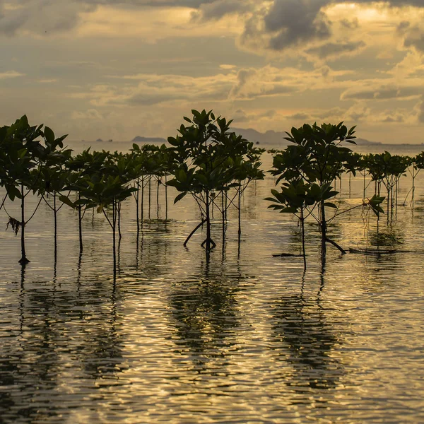 Mangroves plantes sur la plage dans l'eau de mer vague pendant le coucher du soleil . — Photo