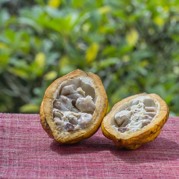 Frijol de cacao, fruta de cacao, de cerca. Isla Bali, Indonesia — Foto de Stock