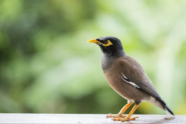 Mynah de la colina de retrato, Gracula religiosa Ave, las aves más inteligentes del mundo. — Foto de Stock