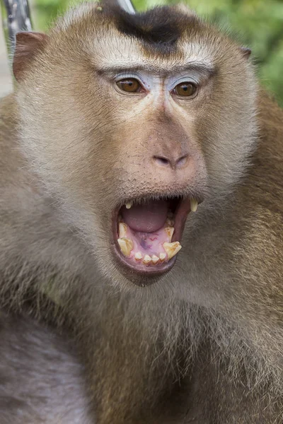 Close-up van gezicht aap — Stockfoto