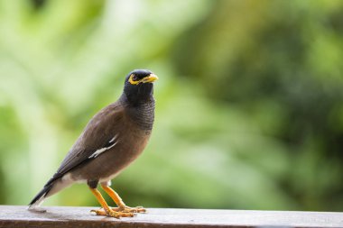 Portre hill sığırcık, Gracula bileğinde kuş, dünyanın en akıllı kuşlar.