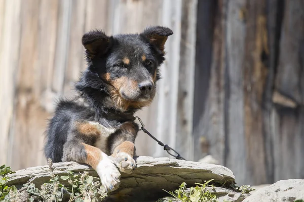 Anjing kampung dirantai di luar rumah pribadi. Nepal . — Stok Foto