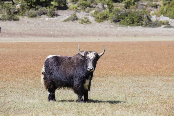 Cerca de yak salvaje en las montañas del Himalaya, Nepal —  Fotos de Stock