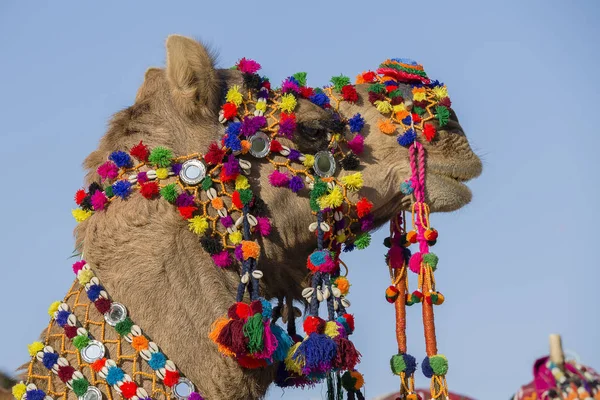 Díszített teve sivatagi fesztiválon Jaisalmer, Rajasthan, India. — Stock Fotó