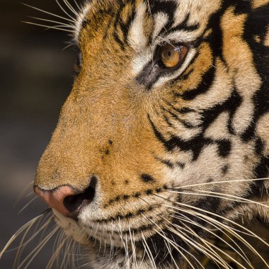 Yakın çekim ayrıntı tiger portresi. Tayland