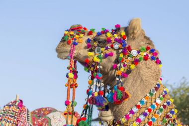 Deve Jaisalmer, Rajasthan, Hindistan çöl Festivali dekore edilmiş.
