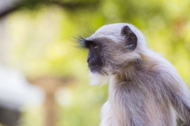 Langur maymun Rishikesh, Hindistan. Yakın çekim
