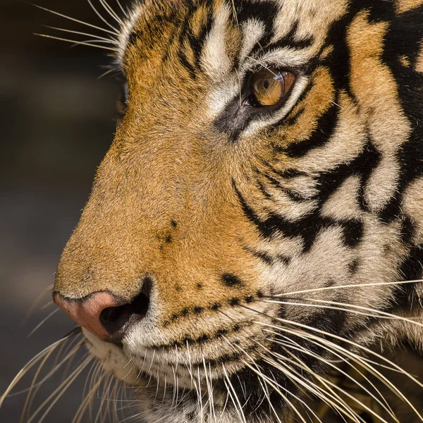Close-up portret wszystko tygrysa. Tajlandia — Zdjęcie stockowe
