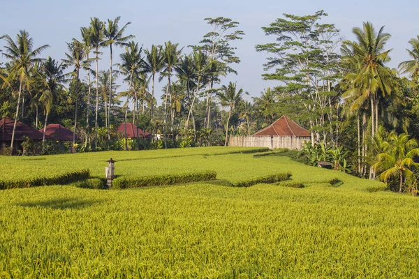 緑の棚田の朝の風景と椰子の木や、バリ島の家屋の背景の島インドネシア ・ バリ島します。 — ストック写真