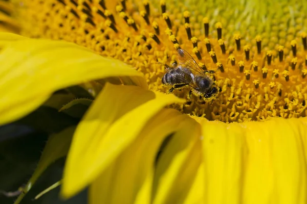 Abelha tentando encontrar o melhor pólen na cabeça de girassol, macro — Fotografia de Stock