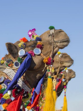 Deve Jaisalmer, Rajasthan, Hindistan çöl Festivali dekore edilmiş.