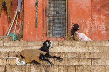 Assi Ghat, Varanasi, Hindistan basamaklarında oturan siyah keçi.