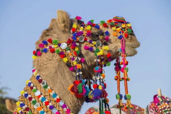 Díszített teve sivatagi fesztiválon Jaisalmer, Rajasthan, India. — Stock Fotó