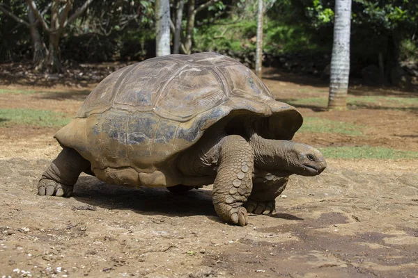 Tartarugas gigantes, dipsochelys gigantea no Parque Natural La Vanille, ilha Maurícia — Fotografia de Stock