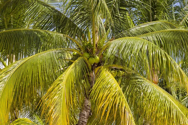 코코넛 야자나무의 전경을 바닥에서 위로 바라본 모습 — 스톡 사진