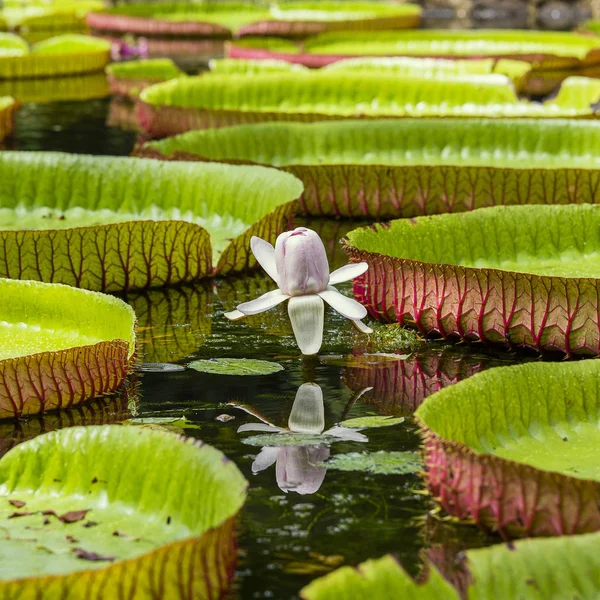 Lirio gigante de agua en el Jardín Botánico de Pamplemousse. Isla Maurit — Foto de Stock