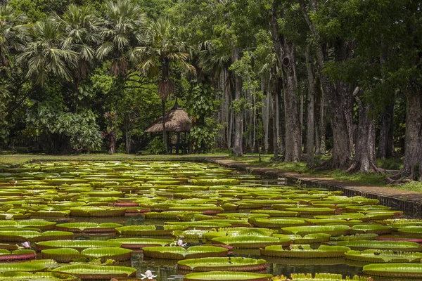 Riesige Seerose im botanischen Garten von Pamplemousse. Insel-Mauritius — Stockfoto