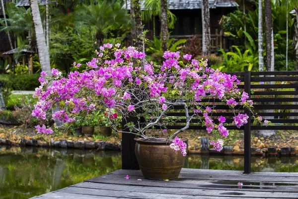 Jarrón de arcilla con flores rosadas en jardín tropical junto al lago. Tailandia — Foto de Stock