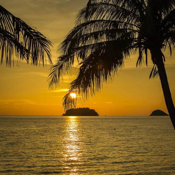 Silueta de palmeras al atardecer Tailandia — Foto de Stock