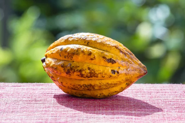 Kakao çekirdeği, kakao meyve, yakın çekim. Ada Bali, Endonezya — Stok fotoğraf