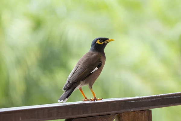 Portret heuvel mynah, Beo (vogel) religiosa vogel, de meest intelligente vogels in de wereld. — Stockfoto