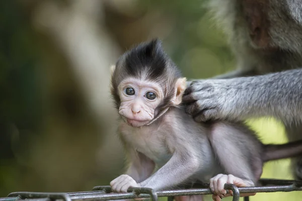 Famiglia di scimmie nella foresta sacra di scimmie Ubud Bali Indonesia . — Foto Stock